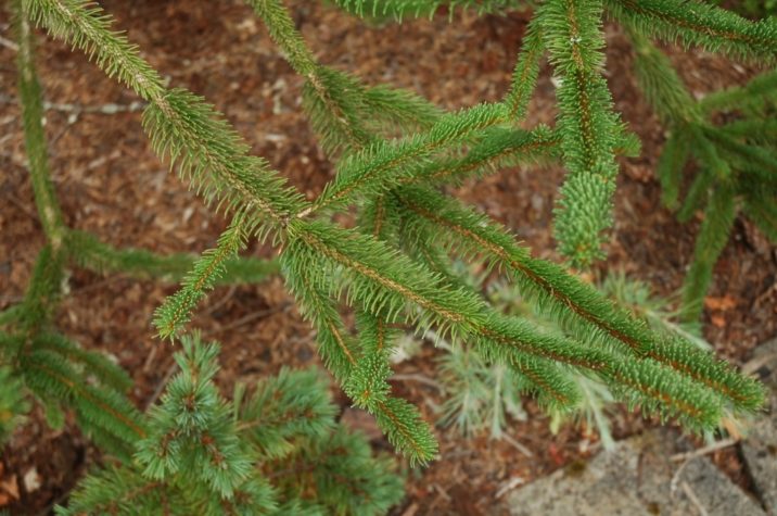 norway spruce bare root