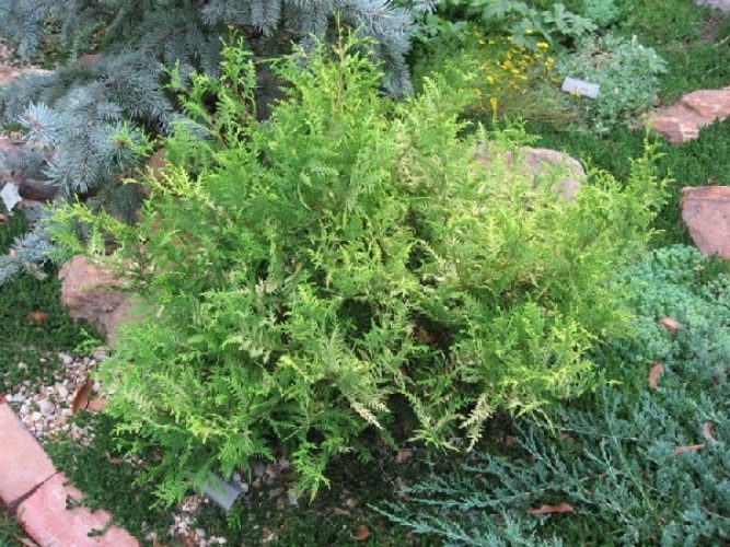 Chamaecyparis pisifera 'Vintage Gold' / Sawara Cypress | Conifer ...