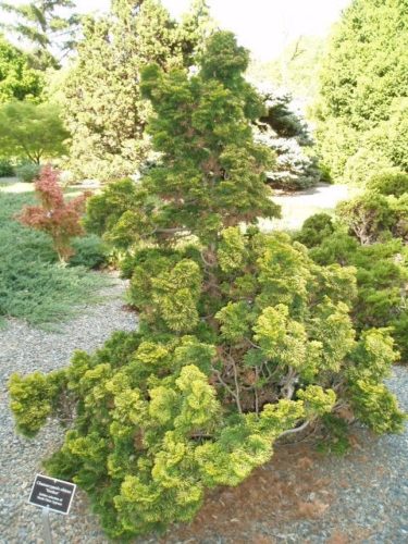Hinoki Cypress Evergreen Albero 50 semi Chamaecyparis obtusa 