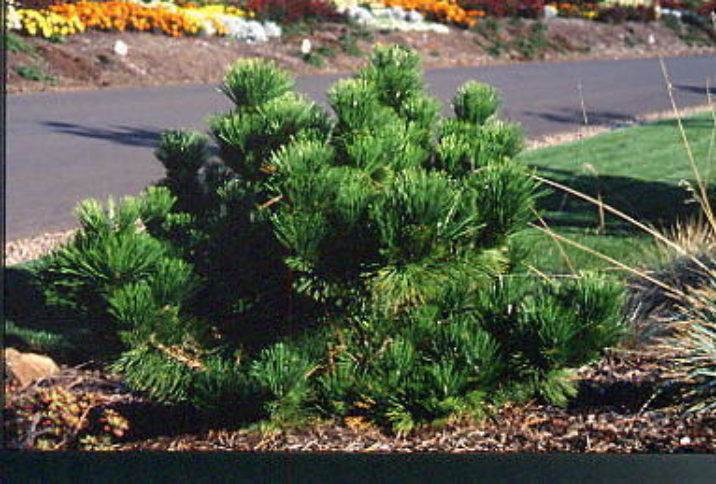 Pinus Thunbergii Thunderhead Thunderhead Japanese Black Pine Conifer Trinomial American Conifer Society