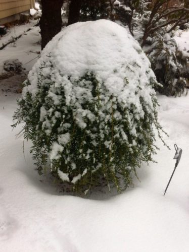 Tsuga heterophylla 'Thorsen's Weeping' / 'Thorsen's Weeping' Western ...