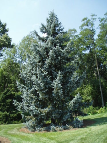 Picea Pungens 'thomsen'   Thomsen Colorado Spruce 