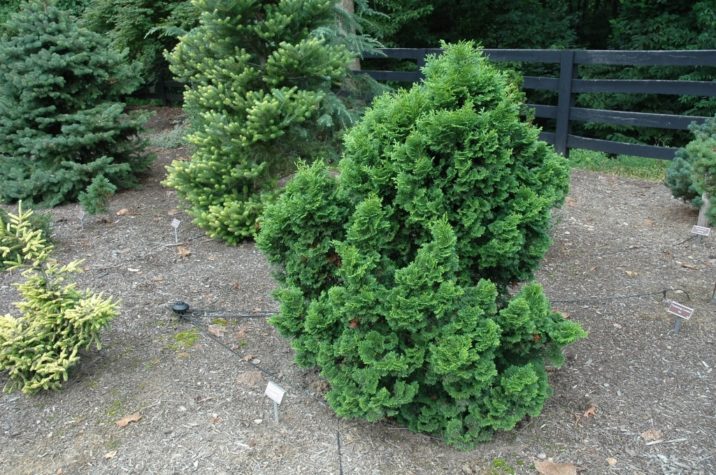 Chamaecyparis obtusa 'Tempelhof' / Tempelhof Hinoki cypress | Conifer ...