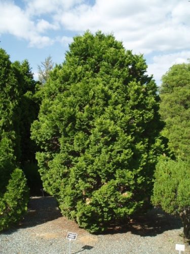 Chamaecyparis obtusa 'Tempelhof' / Tempelhof Hinoki cypress | Conifer ...