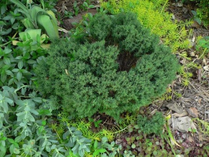 Thuja occidentalis 'Teddy' / Teddy Arborvitae | Conifer Trinomial ...