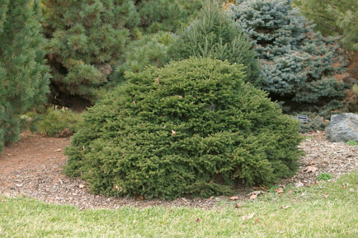 Picea abies 'Tabuliformis' / Table-top Norway spruce | Conifer ...