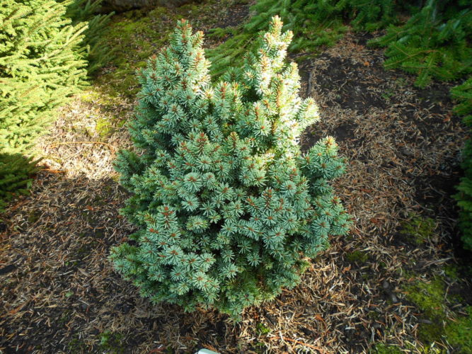 Picea Abies Suncrest Suncrest Norway Spruce Conifer Trinomial American Conifer Society