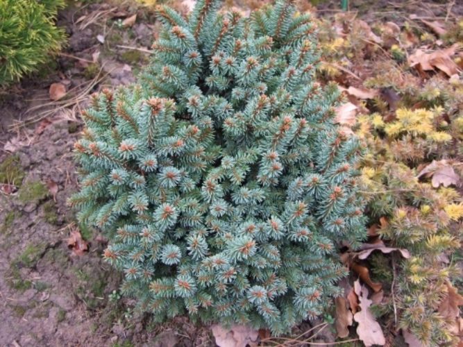 Picea Abies Suncrest фото 4