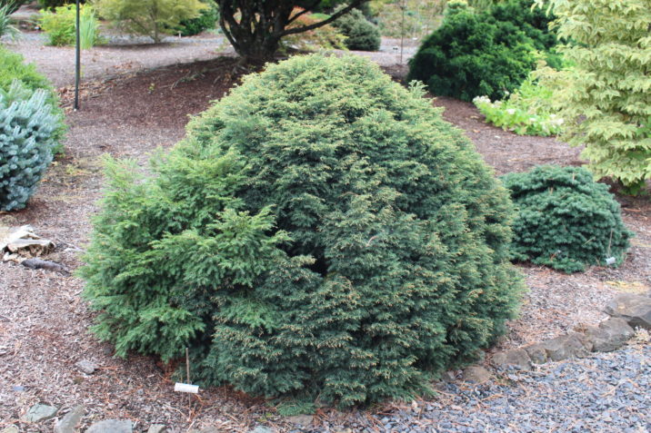 Tsuga canadensis 'Stewart's Gem' / Canadian Hemlock | Conifer Trinomial ...