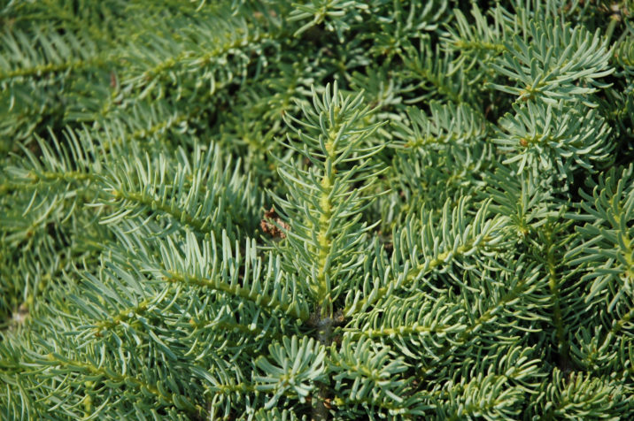 Abies concolor 'Stanwood' / Stanwood white fir | Conifer Trinomial ...