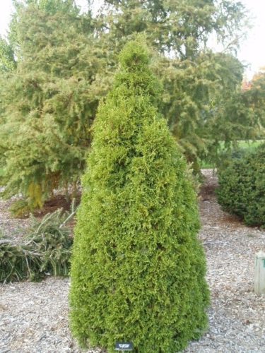 Thuja occidentalis 'St. John's Mini' / Eastern Arborvitae | Conifer ...