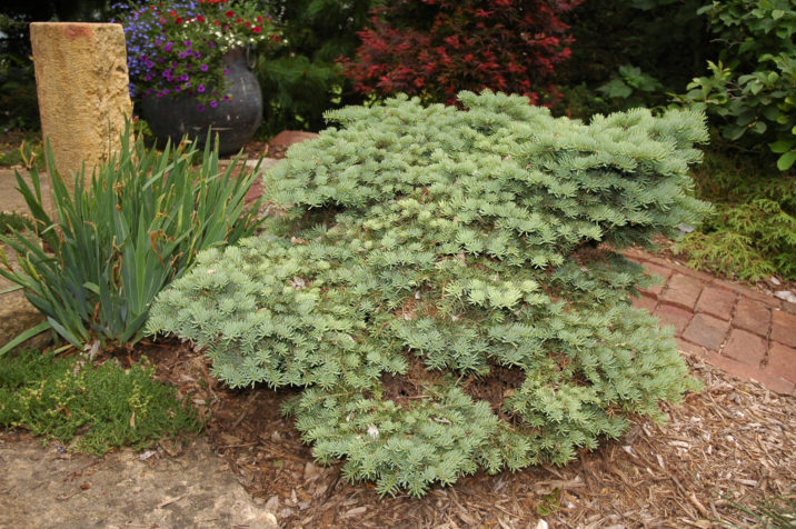 concolor broom abies fir