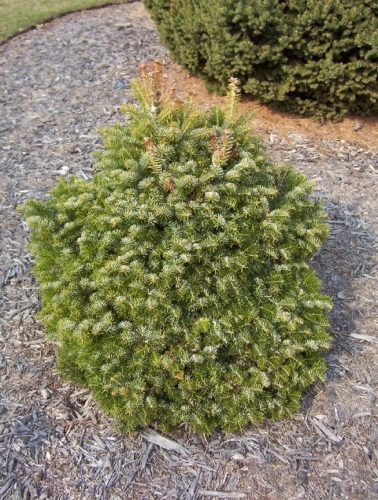 Abies cilicica 'Spring Grove' / Spring Grove Cilician fir | Conifer ...