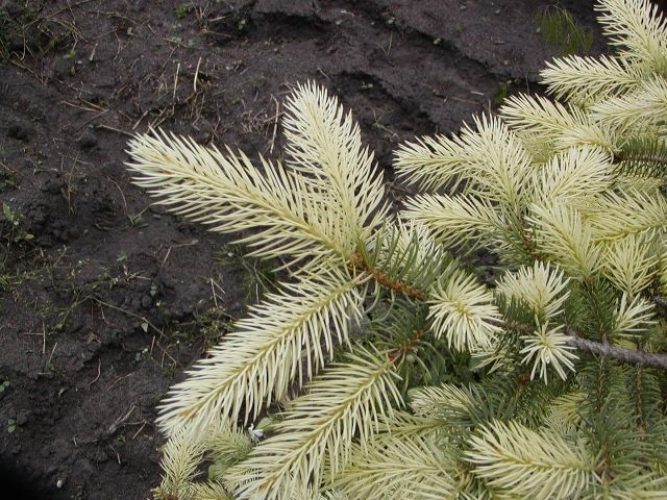 Picea pungens white ghost описание