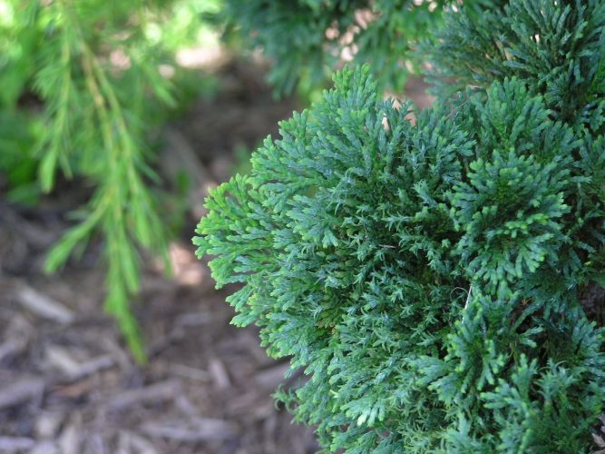 Chamaecyparis obtusa 'Split Rock' / Split Rock Hinoki cypress | Conifer ...