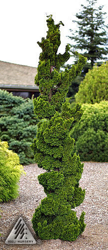 Chamaecyparis obtusa 'Spiralis' / spiral Hinoki cypress | Conifer ...