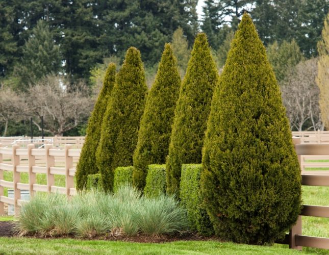 Juniperus chinensis 'Spartan' / Spartan Chinese juniper | Conifer ...