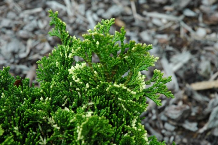 Chamaecyparis obtusa 'Snowkist' / Snowkist Hinoki cypress | Conifer ...