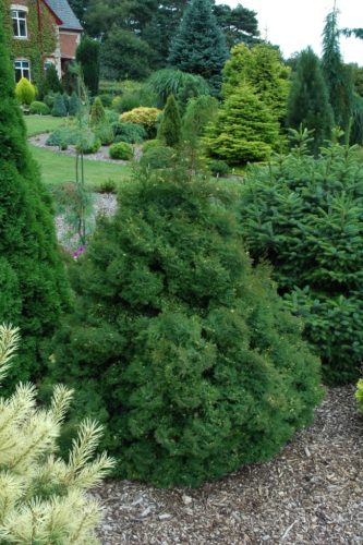 Chamaecyparis obtusa 'Snowflake' / Snowflake Hinoki cypress | Conifer ...