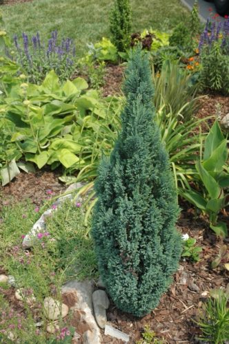 Chamaecyparis Lawsoniana 'snow White'   Snow White Lawson Cypress 