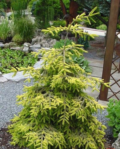 Picea orientalis 'Skylands' / Skylands Caucasian spruce | Conifer ...