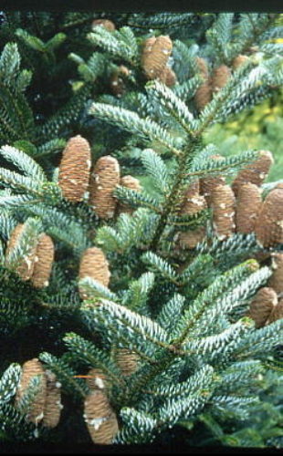 silverlock korean fir
