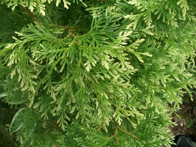 Thuja occidentalis 'Sherwood Frost' / 'Sherwood Frost' Eastern White ...