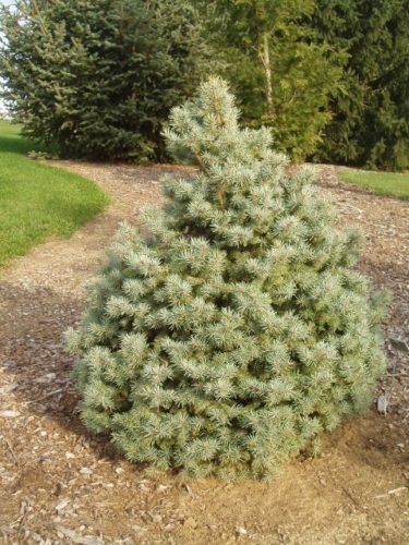 Picea pungens 'Sester Dwarf' / Sester Dwarf Colorado spruce | Conifer ...