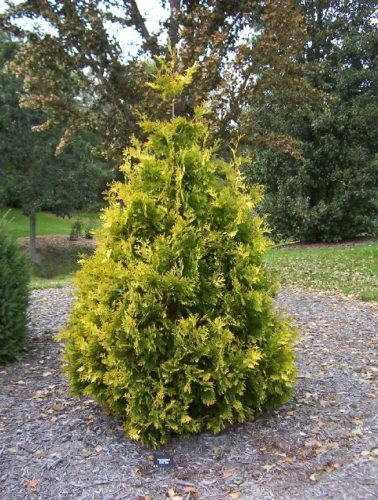 Thuja occidentalis 'Rosencrans' / Eastern Arborvitae | Conifer ...