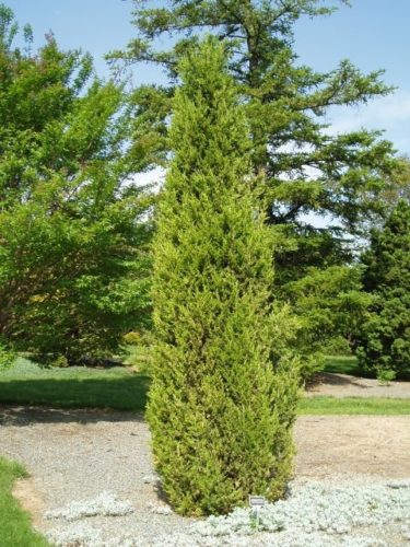 Juniperus chinensis 'Rosefields Perfected' / Chinese Juniper | Conifer ...