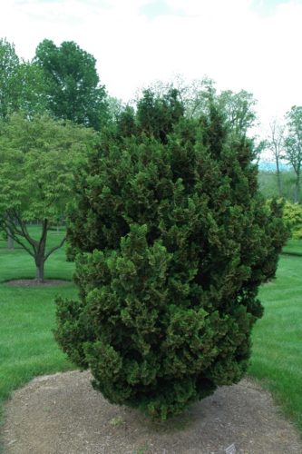 Chamaecyparis Obtusa 'rigid Dwarf'   Rigid Dwarf Hinoki Cypress 