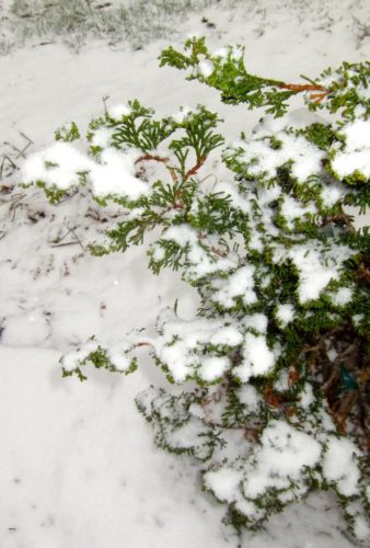 Chamaecyparis obtusa 'Reis Dwarf' / Reis Dwarf Hinoki cypress | Conifer Trinomial American Conifer Society