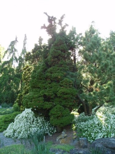 Chamaecyparis obtusa 'Reis Dwarf' / Reis Dwarf Hinoki cypress | Conifer Trinomial American Conifer Society