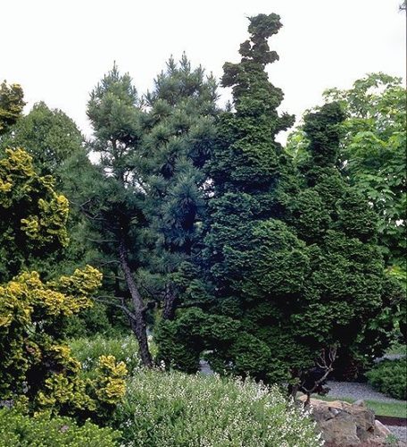 Chamaecyparis obtusa 'Reis Dwarf' / Reis Dwarf Hinoki cypress | Conifer Trinomial American Conifer Society