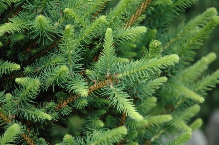 Picea abies 'R.E.L. Broom' / R.E.L. Norway spruce | Conifer Trinomial ...