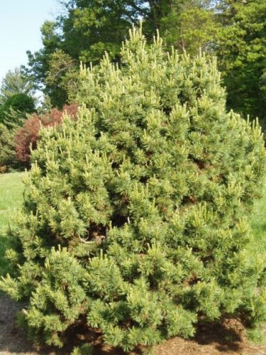 Pinus cembra 'Pygmaea' / Pygmaea Swiss Stone pine | Conifer Trinomial ...