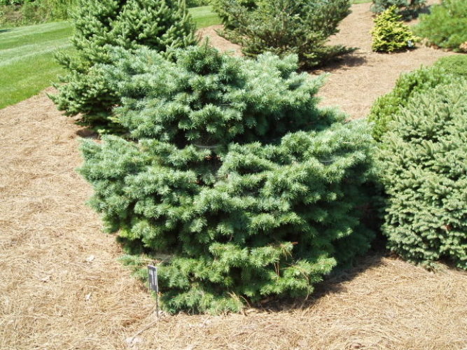 Pseudotsuga Menziesii 'pumila'   Douglas Fir 