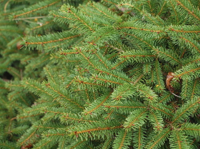 Picea abies 'Procumbens' / Procumbent Norway spruce | Conifer Trinomial ...