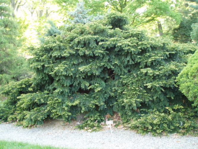 Taxus baccata 'Procumbens' / English Yew | Conifer Trinomial | American ...