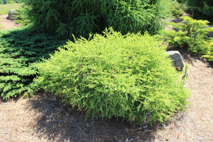 Larix decidua 'Pretty Carole' / Pretty Carole European larch | Conifer ...