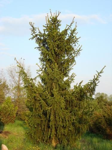 Picea Abies 'Pendula Major' / Greater Weeping Norway Spruce | Conifer ...