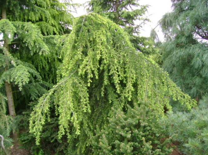 Cedrus deodara 'Pendula' / Weeping deodar cedar | Conifer Trinomial |  American Conifer Society