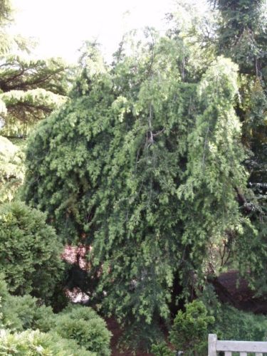 Cedrus deodara 'Pendula' / Weeping deodar cedar | Conifer Trinomial ...