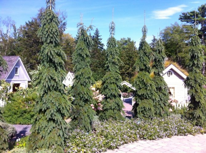 Picea Glauca Pendula Weeping White Spruce Conifer Trinomial American Conifer Society