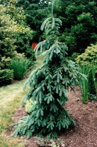 Picea Glauca Pendula Weeping White Spruce Conifer Trinomial American Conifer Society