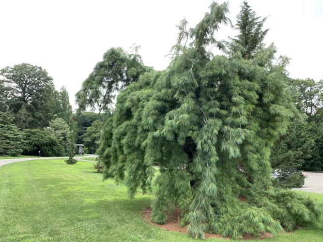 Pinus Strobus Pendula Weeping Eastern White Pine Conifer