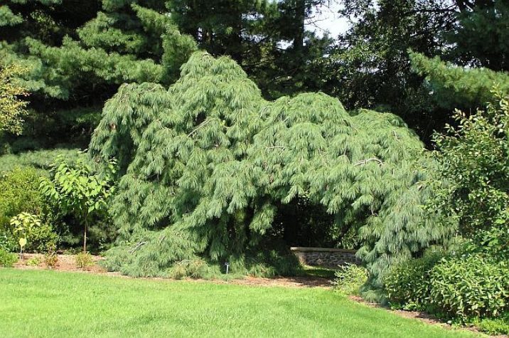 Pinus strobus 'Pendula' / weeping eastern white pine | Conifer ...