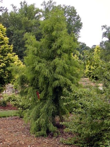 Taxodium distichum 'Pendens' / Pendens Bald Cypress | Conifer Trinomial ...