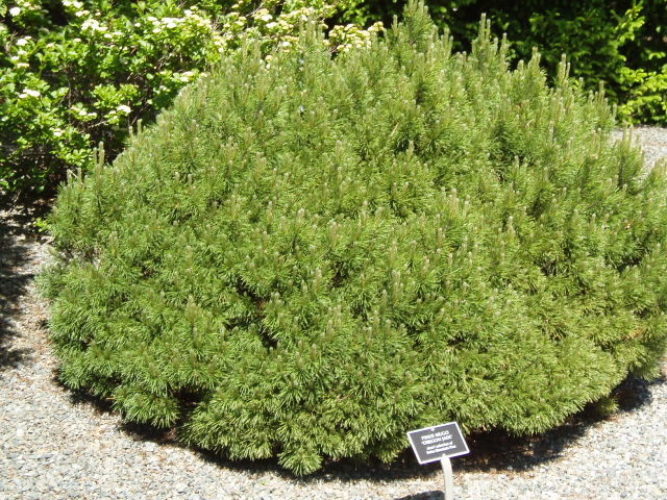 Pinus mugo 'Oregon Jade' / Oregon Jade mugo pine | Conifer Trinomial ...