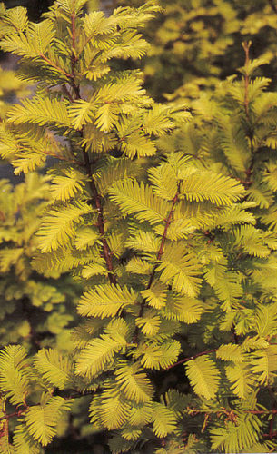 metasequoia glyptostraboides